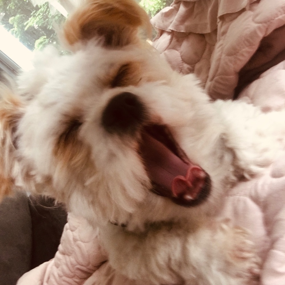 Meet your Posher, Lilly joy